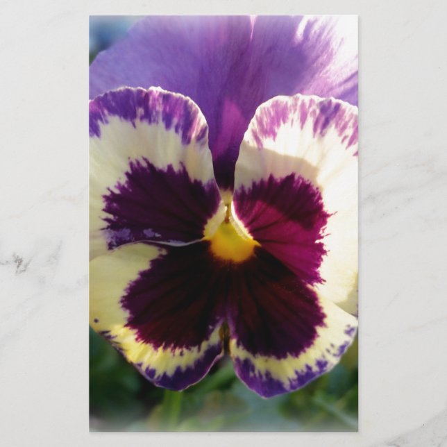 colourful spring Pansy (Front)