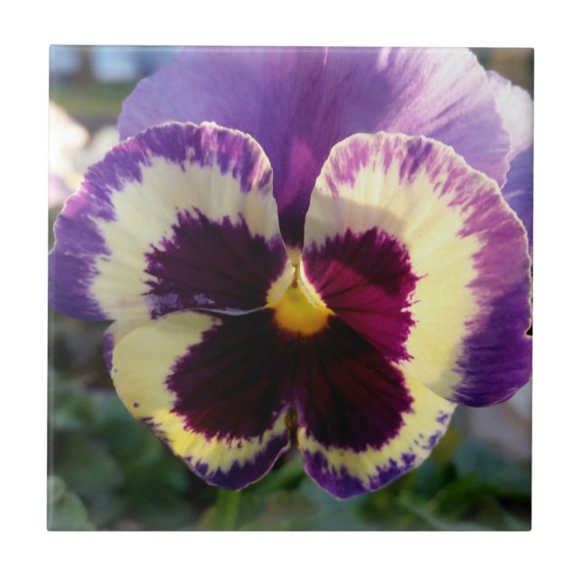 colourful spring Pansy Ceramic Tile (Front)