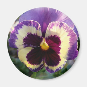 colourful spring Pansy Magnet