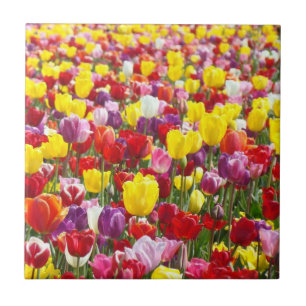 Colourful Spring Tulip Flowers Tile art gifts