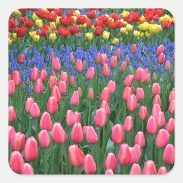 Colourful spring tulip garden square sticker (Front)