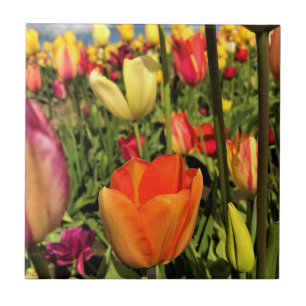 Colourful Spring Tulips Ceramic Tile