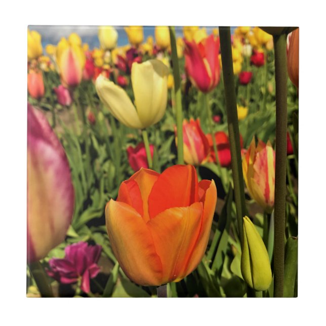 Colourful Spring Tulips Ceramic Tile (Front)