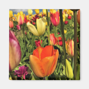Colourful Spring Tulips Magnet