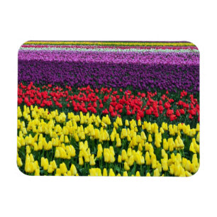 Colourful spring tulips magnet