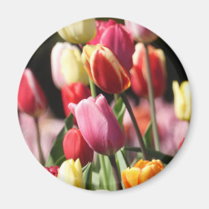 Colourful Spring Tulips Magnet