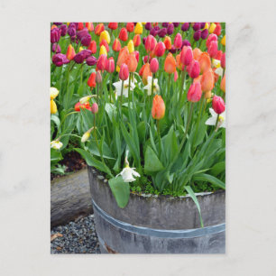 Colourful spring tulips planter print postcard