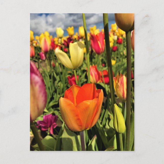 Colourful Spring Tulips Postcard (Front)