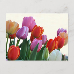 Colourful Spring Tulips Postcard