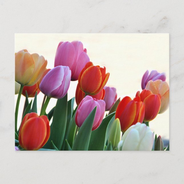 Colourful Spring Tulips Postcard (Front)