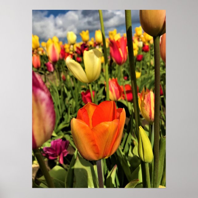 Colourful Spring Tulips Poster (Front)