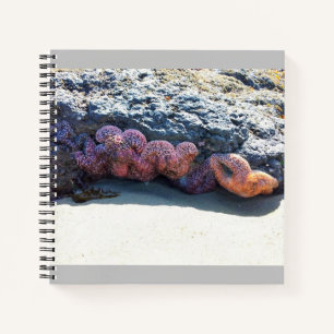 Colourful Starfish at Bob Creek Notebook