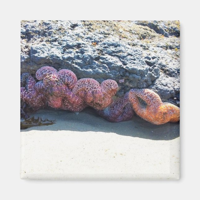 Colourful Starfish at Bob Creek, OR Magnet (Front)