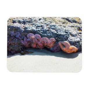 Colourful Starfish at Bob Creek, OR Magnet