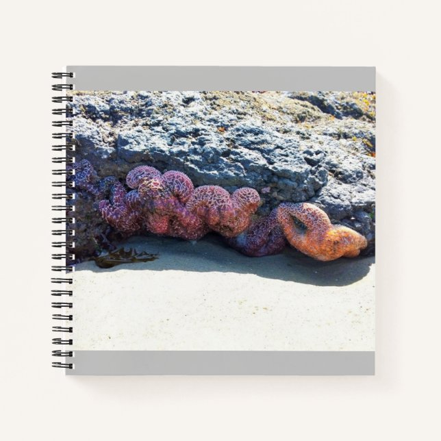 Colourful Starfish at Bob Creek, OR Notebook (Front)