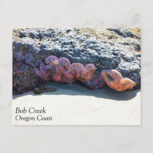Colourful Starfish at Bob Creek, OR Postcard