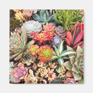 Colourful Succulent Mix Magnet