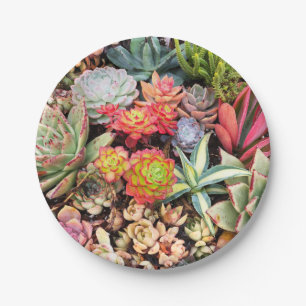 Colourful Succulent Mix Paper Plate