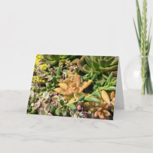 colourful succulent plants card