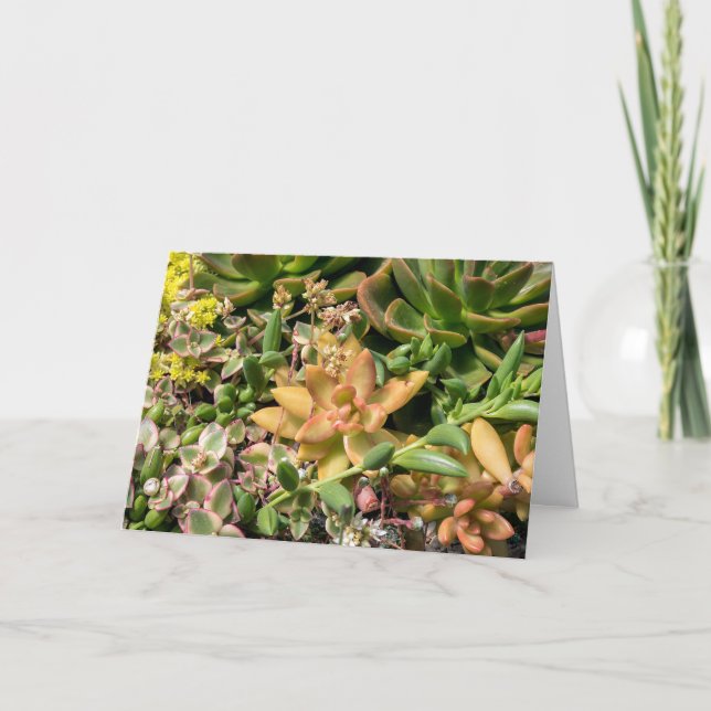 colourful succulent plants card (Front)