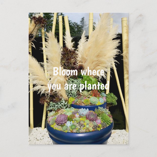 Colourful Succulents with Silver Grass Postcard (Front)