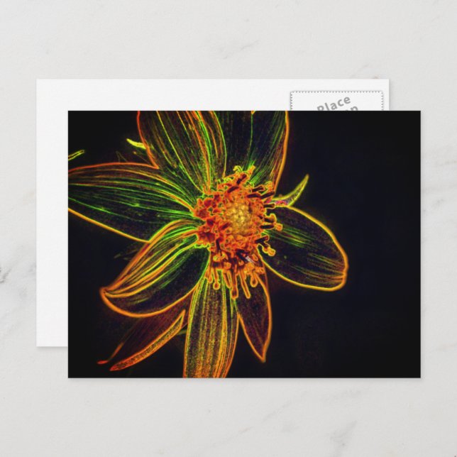Colourful Sunflower Abstract Flower Art Postcard (Front/Back)
