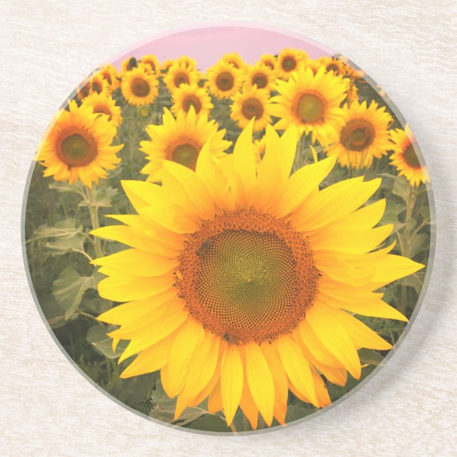 Colourful Sunflower Blooms Coaster (Front)