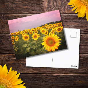 Colourful Sunflowers Photo Country Photograph Postcard