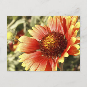 Colourful Sunny Blanket Flower Gaillardia Photo Postcard