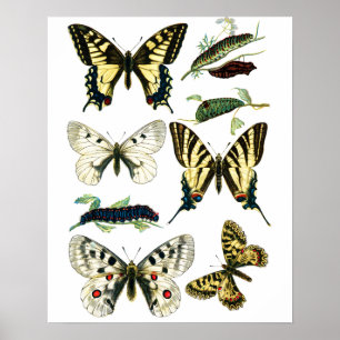 Colourful Swallowtail Butterfly, Caterpillar & Poster