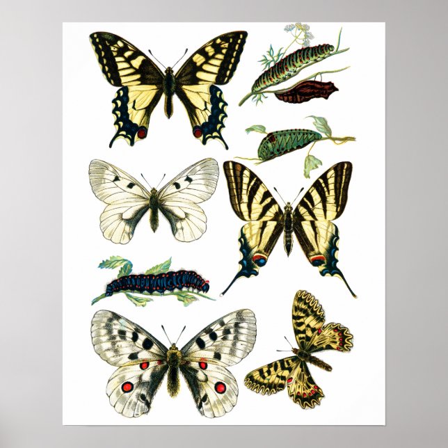 Colourful Swallowtail Butterfly, Caterpillar & Poster (Front)