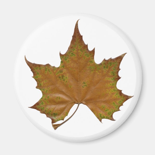colourful sycamore leaf magnet (Front)
