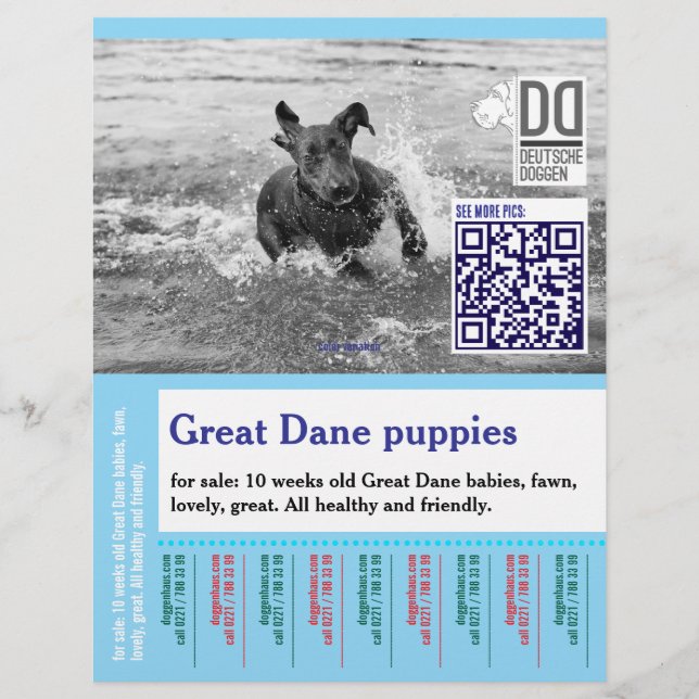 Colourful tear off dog flyer  (Front)