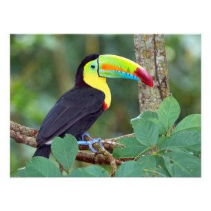 Colourful Toucan Perched On a Tree Branch Photo Print