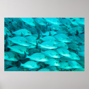 Colourful tropical fish and coral reef in the ocea poster