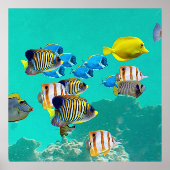 Colourful Tropical Fish Cruising A Coral Reef Poster (Front)