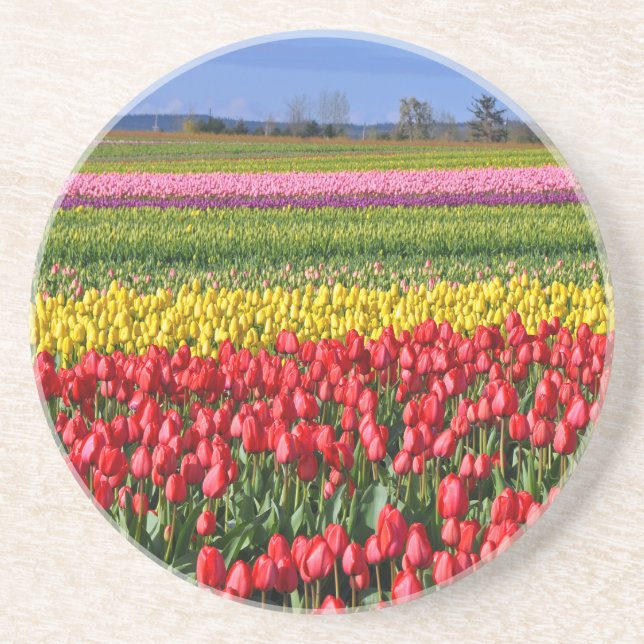 Colourful tulip field coaster (Front)