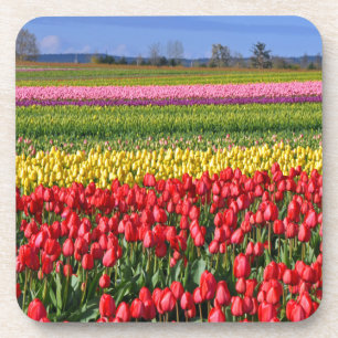 Colourful tulip field coaster