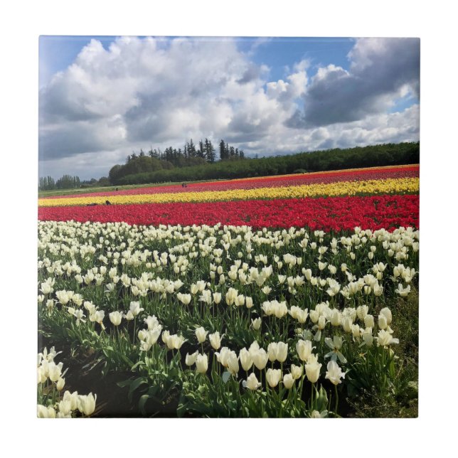 Colourful Tulip Field, Oregon Ceramic Tile (Front)