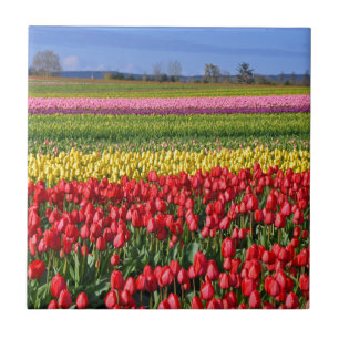 Colourful tulip field tile