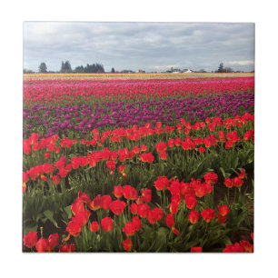 Colourful Tulip Field, Woodburn, Oregon Ceramic Tile