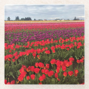 Colourful Tulip Field, Woodburn, Oregon Glass Coaster