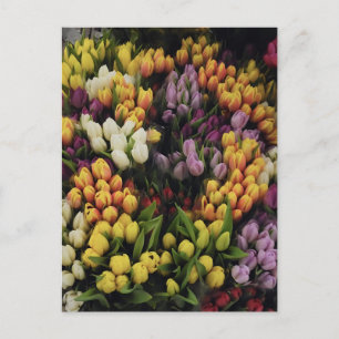 Colourful Tulip Flower Garden in Bloom, Stylish Postcard