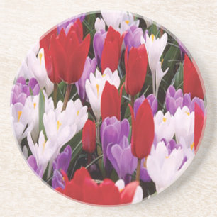 Colourful Tulip Flowers Coaster