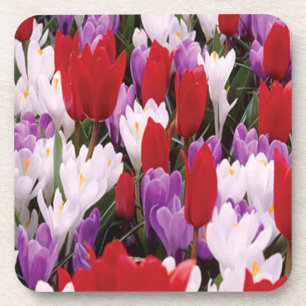 Colourful Tulip Flowers Coasters