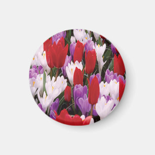 Colourful Tulip Flowers Magnet