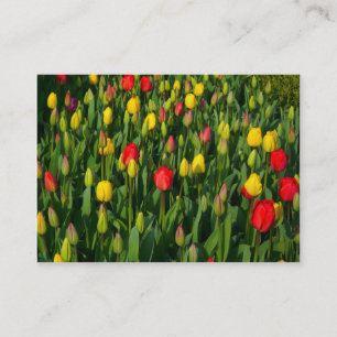 Colourful Tulips Business Card