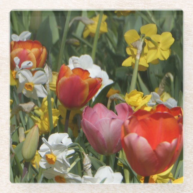 Colourful Tulips & Daffodils Flowers Coaster (Front)