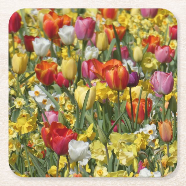 Colourful Tulips & Daffodils Flowers Paper Coaster (Front)