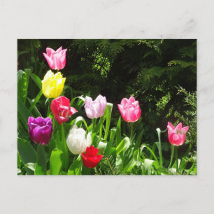 Colourful Tulips DIY Postcard
